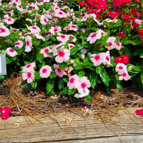 Catharanthus roseus Cora® XDR 'Blush Splash' Image