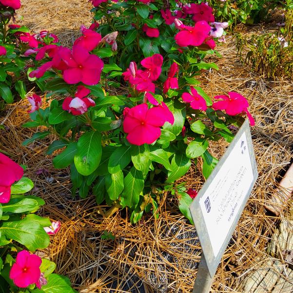 Catharanthus roseus Blockbuster™ 'Raspberry Crush' Image