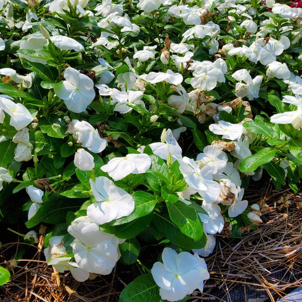 Catharanthus roseus Nirvana® XDR 'White' Image