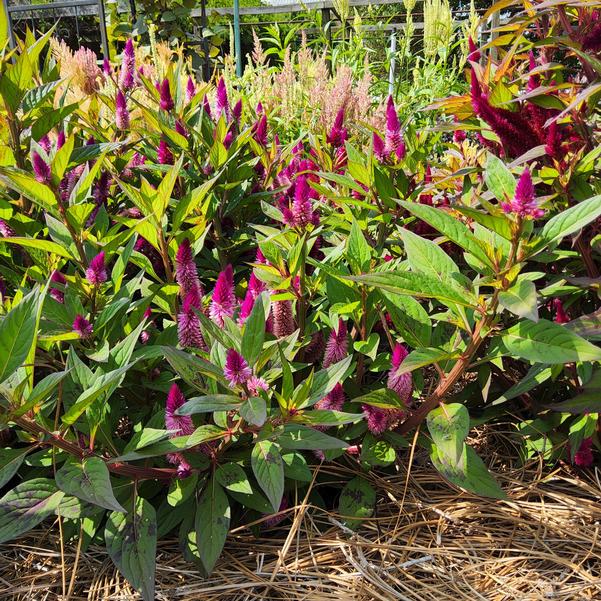 Celosia Intenz™ 'Dark Purple' Image