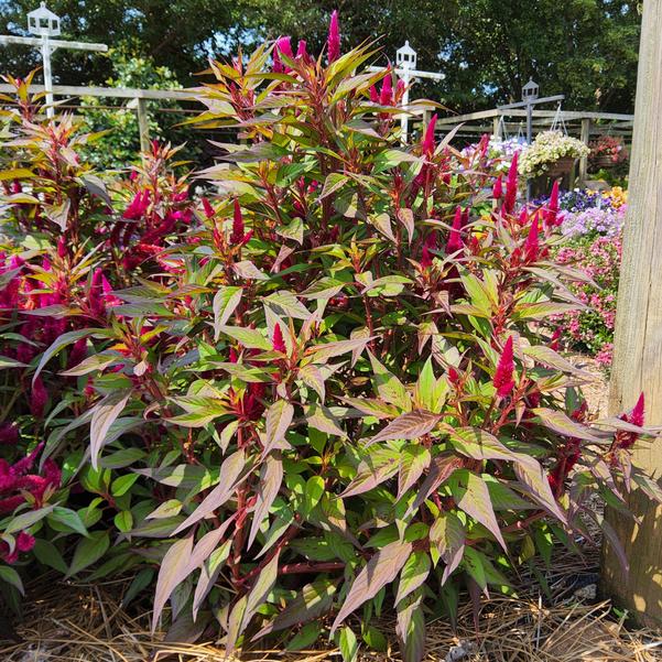 Celosia Intenz™ 'Lipstick' Image