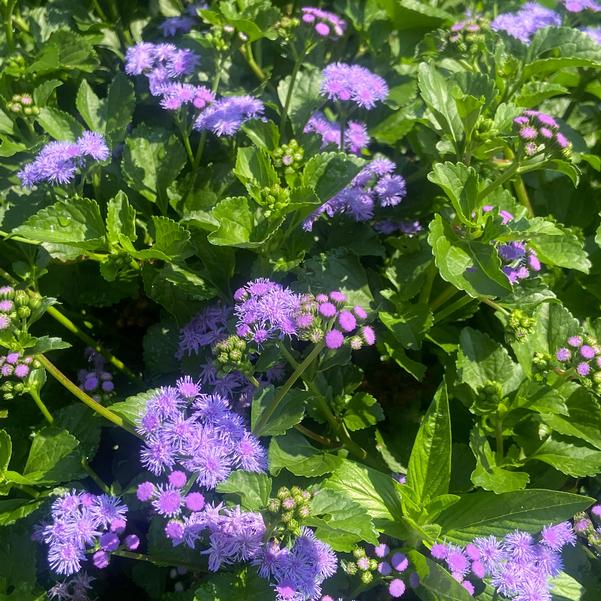 Ageratum 'Monarch Magic' Image