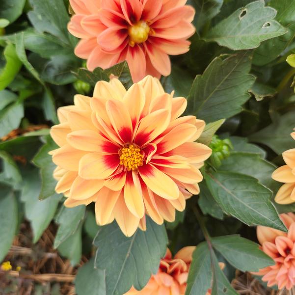 Dahlia Dalaya® 'Apricot+Red Eye' Image