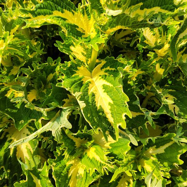 Coleus ChargedUp™ 'Keylime Fringe' Image