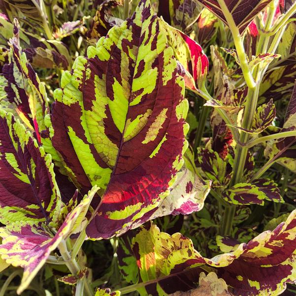 Coleus ChargedUp™ 'Prismatic' Image