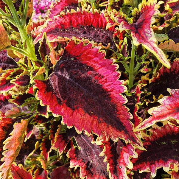 Coleus scutellarioides ColorBlaze® 'El Brighto' Image