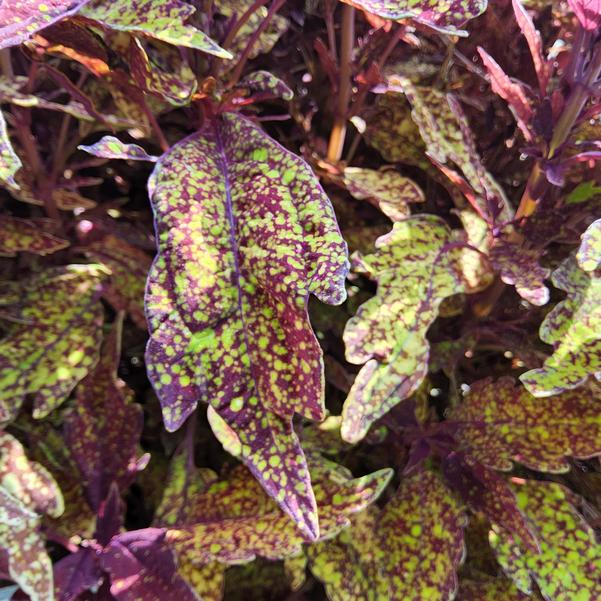 Coleus scutellarioides ColorBlaze® 'Pepper Flakes™' Image
