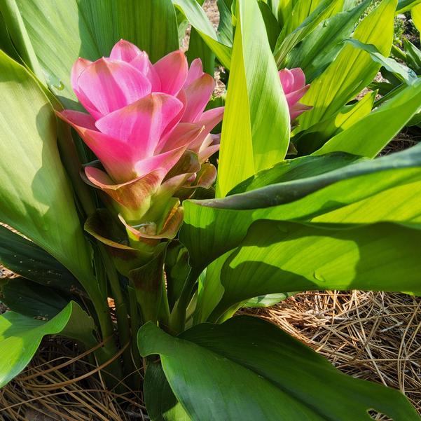 Curcuma ThaiSpice™ 'Pink' Image