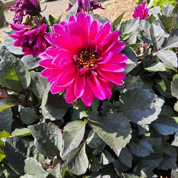 Dahlia City Lights™ 'Compact Magenta' Image