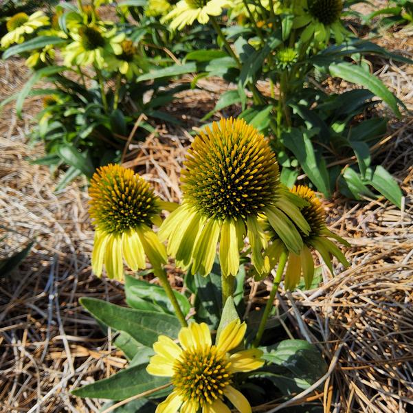 Echinacea PRINCESS™ 'Citrus' Image