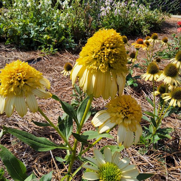 Echinacea 'Fried Egg' Image