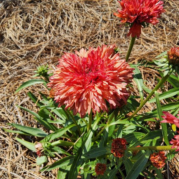 Echinacea 'Fringe Festival' Image