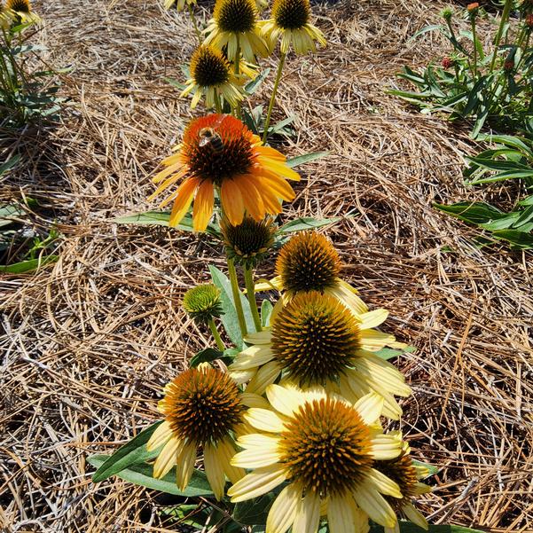 Echinacea PRINCESS™ 'Honey' Image
