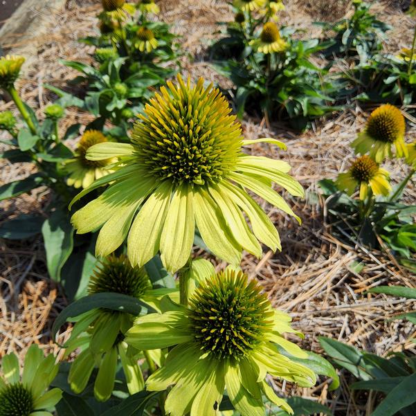 Echinacea KISMET® 'Kiwi' Image