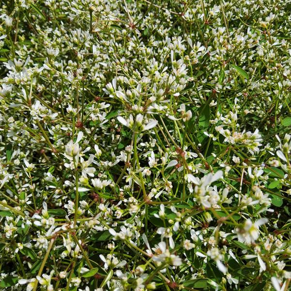 Euphorbia Star Dust White Flash 2025 Image