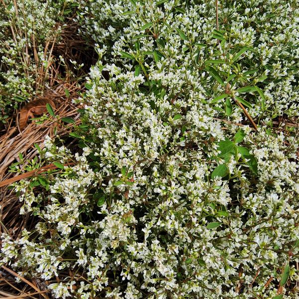 Euphorbia Star Dust White Sparkle Dust 2025 Image