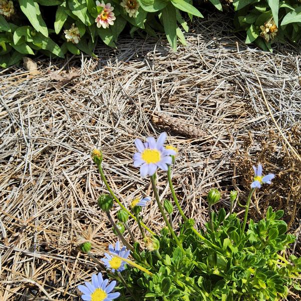 Felicia ameloides 'Sea Spray™' Image