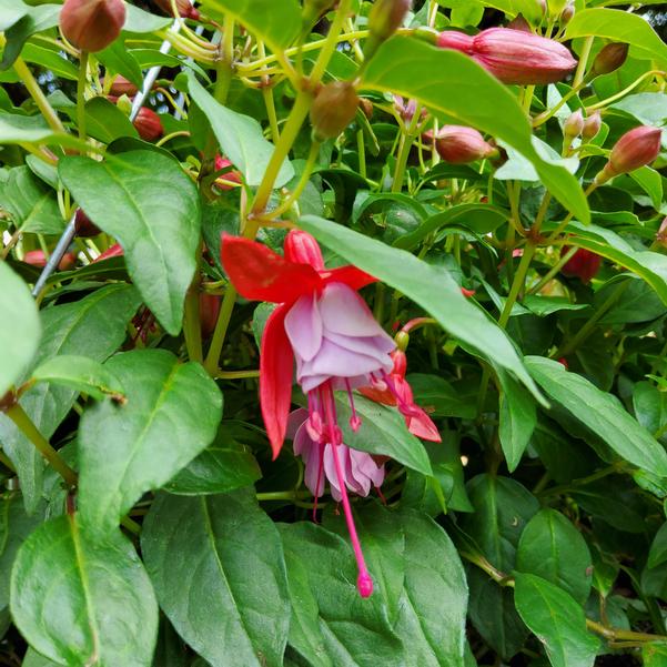 Fuchsia 'Blue Radiance' Image