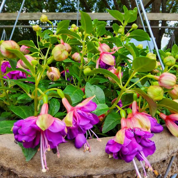 Fuchsia Dollarita™ 'Rose Violet' Image