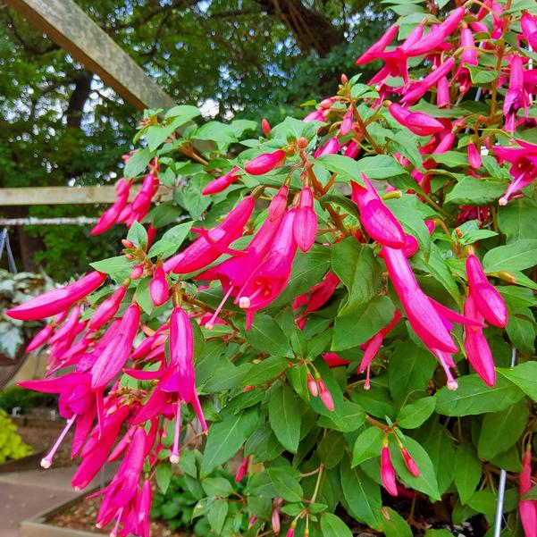 Fuchsia hybrid Sun Pendants™ 'Hot Pink' Image