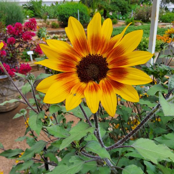Helianthus Suncredible® 'Saturn™' Image