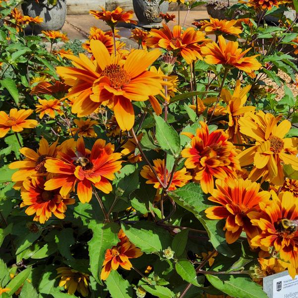 Heliopsis helianthoides 'Forged in Fire'' Image