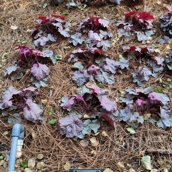 Heuchera 'Iridescent' Image