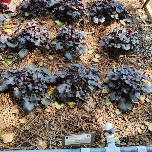 Heuchera Everglow 'Midnight' Image