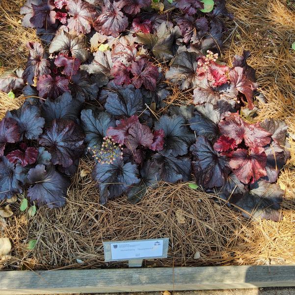Heuchera 'Rosewood' Image