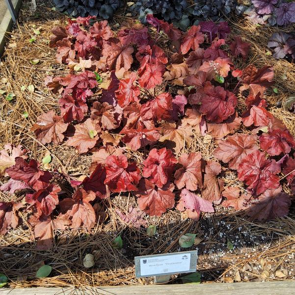 Heuchera 'Testarossa' Image