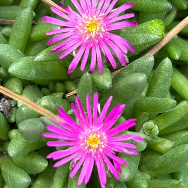 Delosperma hybrid Rock Crystal 'Purple' Image