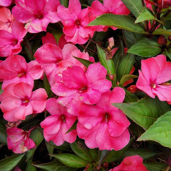 Impatiens Harmony® Colorfall 'Flamingo' Image