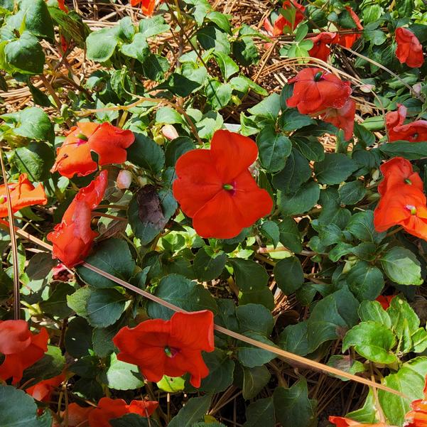 Impatiens Becon® 'Orange Improved' Image