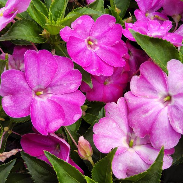 Impatiens Sol Luna™ Prime 'Orchid' Image
