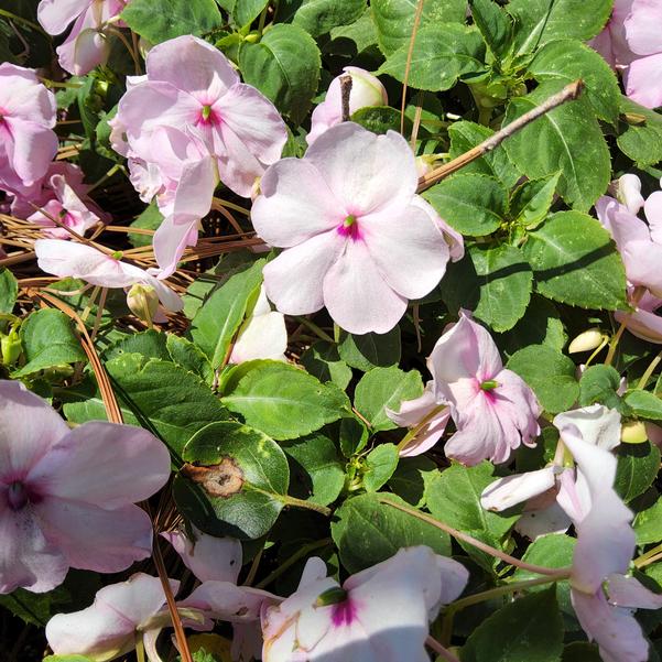 Impatiens Soprano® 'Pastel Pink' Image