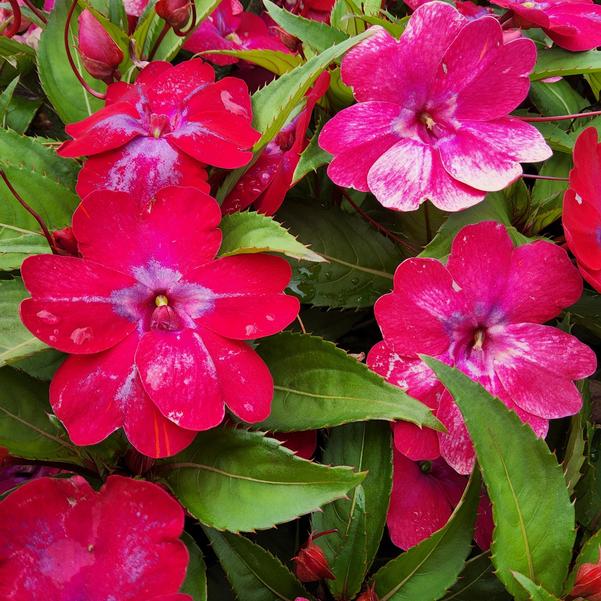 Impatiens interspecific Solarscape® XL 'Red GLow' Image