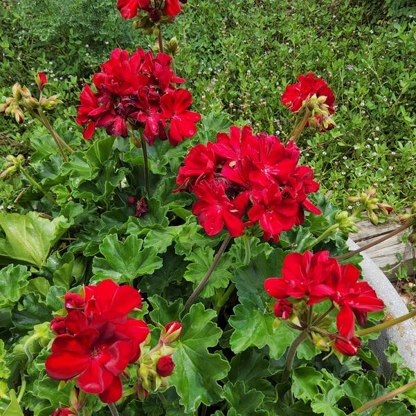 Interspecific Geranium Solera™ 'Dark Red' Image