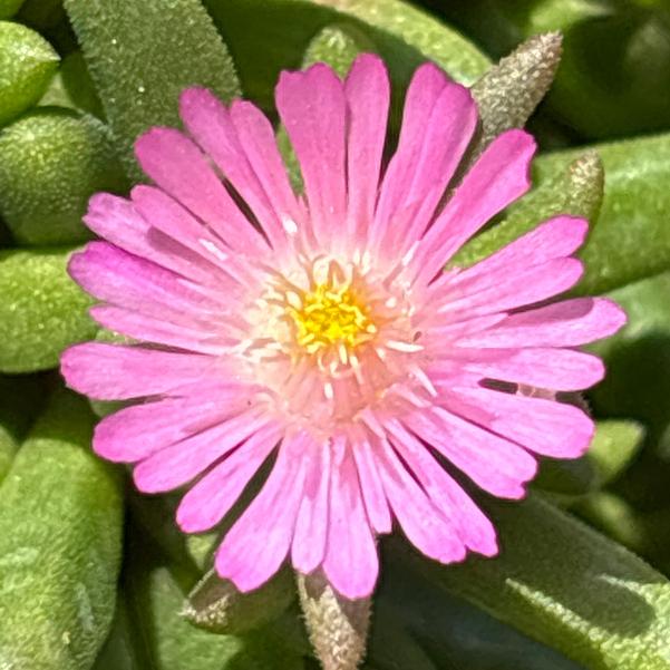 Delosperma hybrid Rock Crystal 'Pink' Image