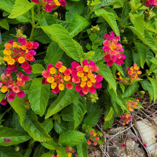 Lantana Shamrock™ 'Cherry Sunrise' Image