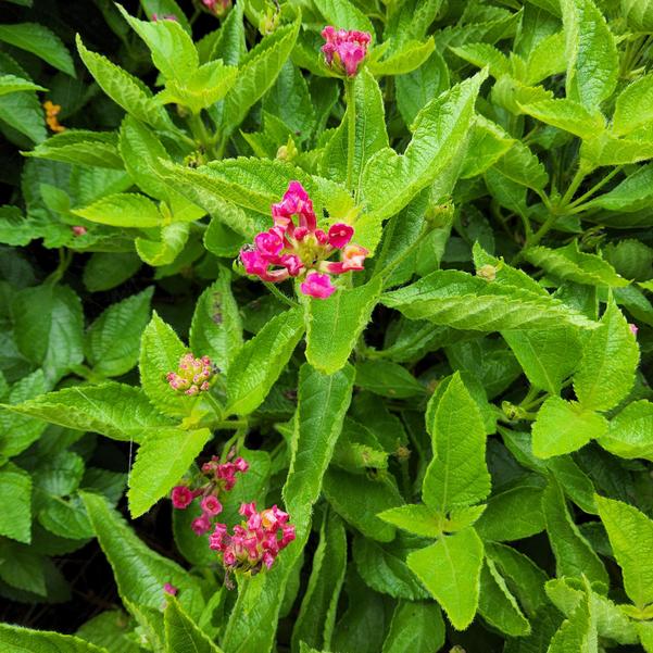 Lantana camara Havana 'Cherry' Image