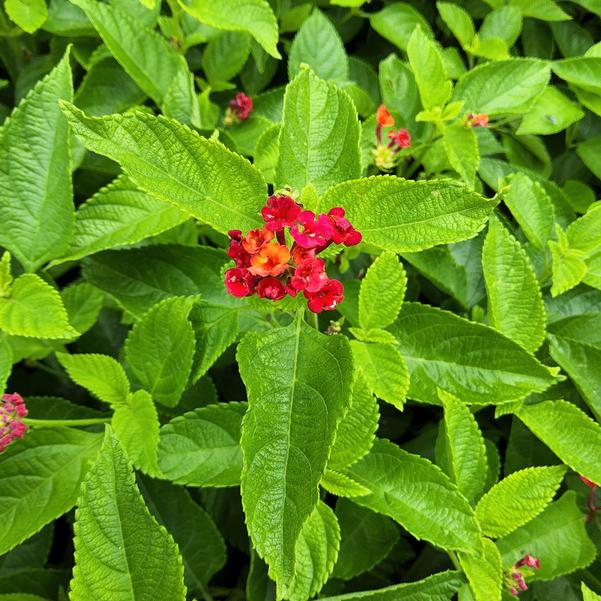 Lantana camara Hot Blooded® 'Mega Red' Image