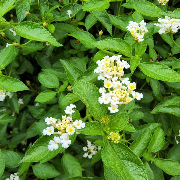 Lantana camara Luscious® 'Vanilla Breeze™' Image
