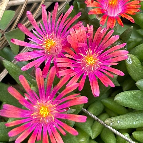 Delosperma hybrid Rock Crystal 'Red' Image