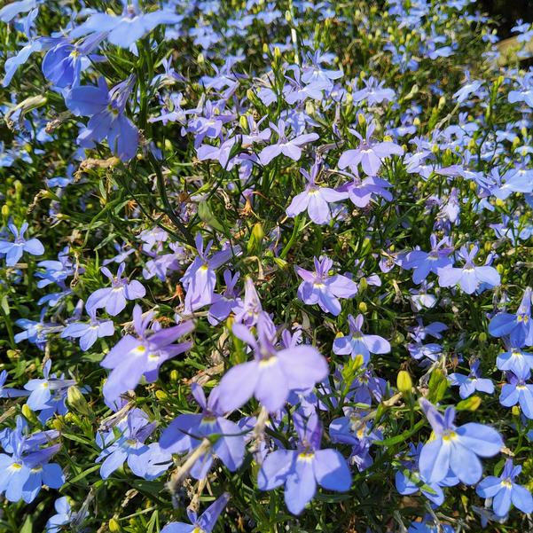 Lobelia erinus Laguna® 'Cloud White™' Image