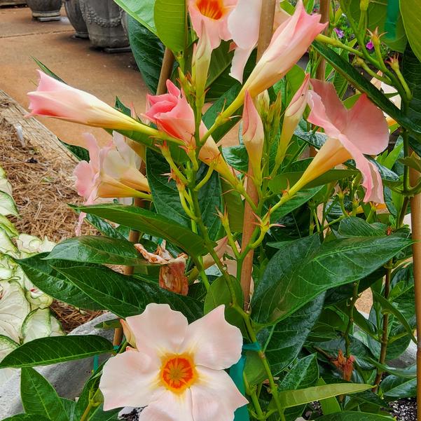 Mandevilla Sun Parasol® 'Giant Peach Sunrise' Image