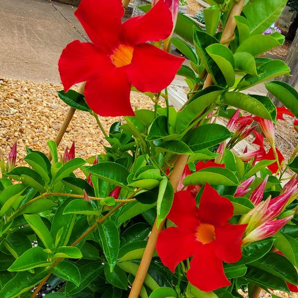 Mandevilla Sundenia® 'Suprema Crimson' Image