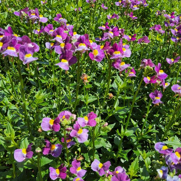 Nemesia fruticans Aromance® 'Mulberry™' Image