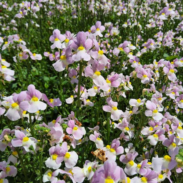 Nemesia fruticans Aromance® 'Pink' Image