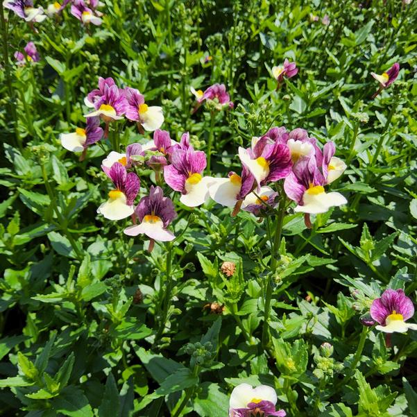 Nemesia fruticans Aromance® 'Plum Honey' Image