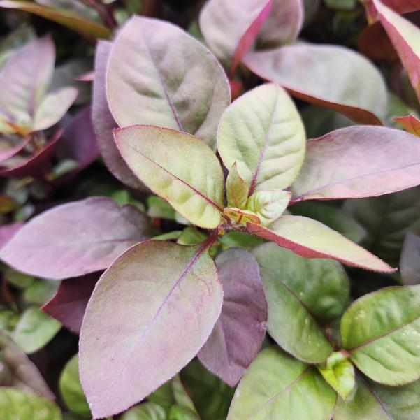 Alternanthera 'Purple Prince' Image